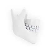 model of jawbone